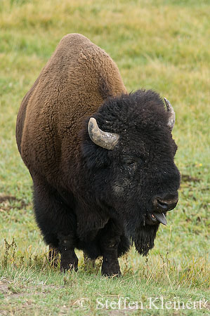 025 Amerikanischer Bison - Buffalo